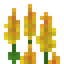 Yellow Lupine