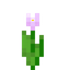 Pink Tulip