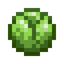 Lettuce