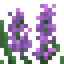 Hyacinth