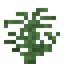 Giant Fern