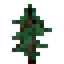 Fir Sapling