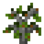 Papaya Sapling