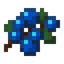 Blueberries