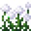 White Allium Flower Bush