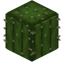 Barrel Cactus