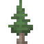 Larch Sapling