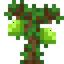 Jackfruit Sapling