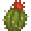 Tiny Cactus