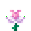 Pink Daffodil