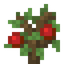 Cherry Sapling