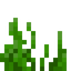 Seagrass