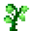 Greenheart Sapling