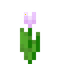 Pink Tulip