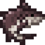 Bull Shark
