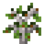 Allspice Sapling