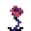 Pink Rose