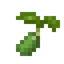 Scallion Seed