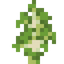 Birch Sapling