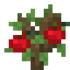 Apple Sapling
