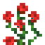 Rose Bush