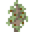 Hawthorn Sapling