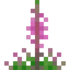 Fireweed