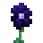 Midnight Bloom