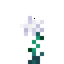 Winter Rose