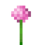 Pink Allium