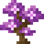 Mauve Sapling