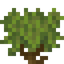 Shrub