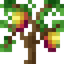 Mango Sapling