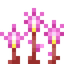 Fairy Slipper