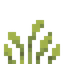 Melic Grass