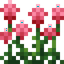 Amaranth