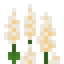White Lupine