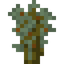Pistachio Sapling
