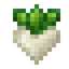 Turnip