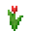 Red Tulip