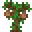 Coconut Sapling