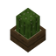 Cactus In Pot