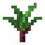 Palm Sprout