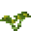 Palo Verde Sapling