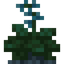Wild Cabbage