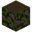 Flowering Spruce Log