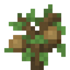 Walnut Sapling