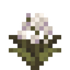 Gossypium