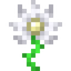 Radiant Daisy