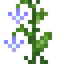 Violet Leather Flower